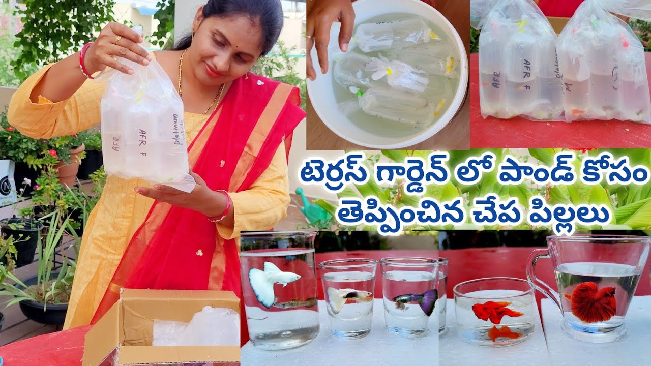 himadri aquatics | online fish shopping | buy online fish | guppy fish