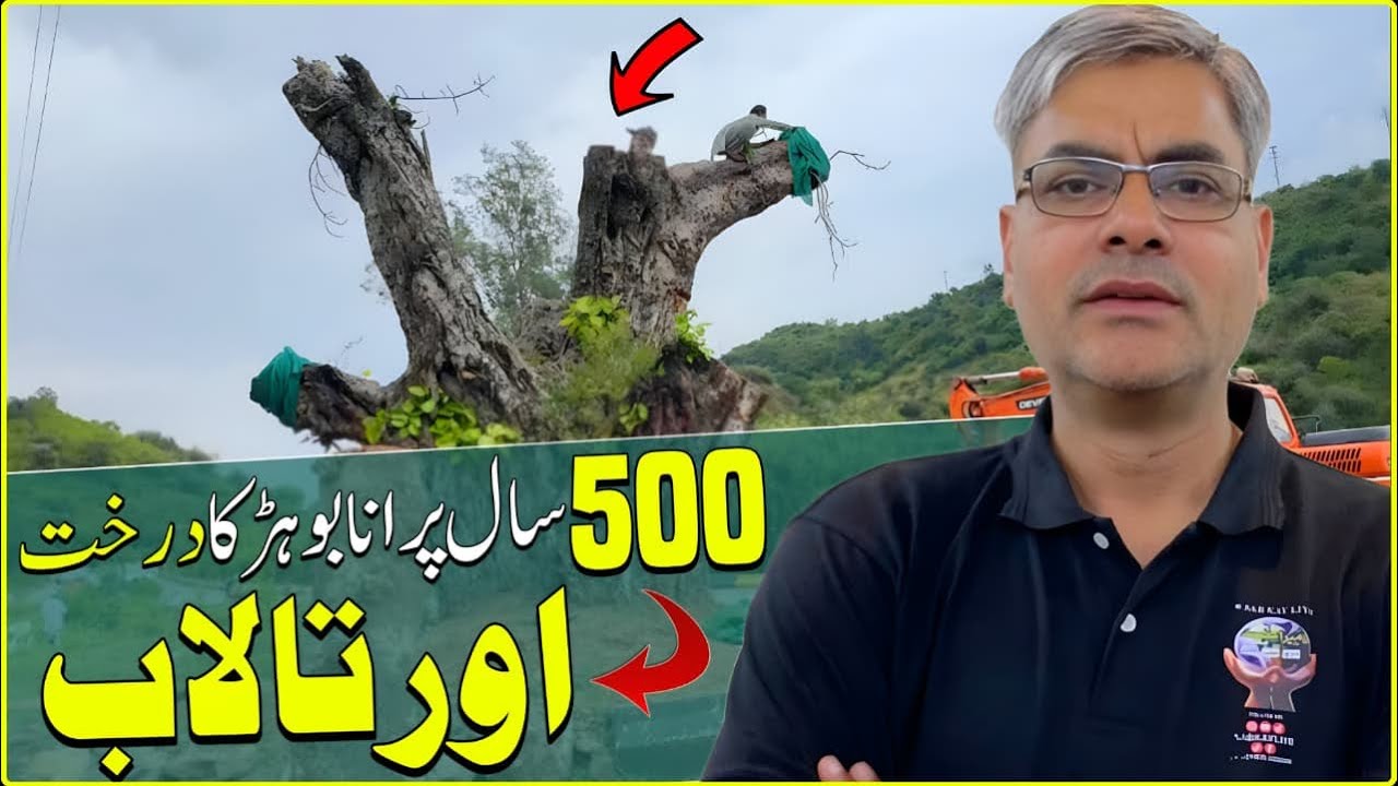 500-Year-Old Tree Saved in Islamabad | Rainwater harvesting ponds in Islamabad 