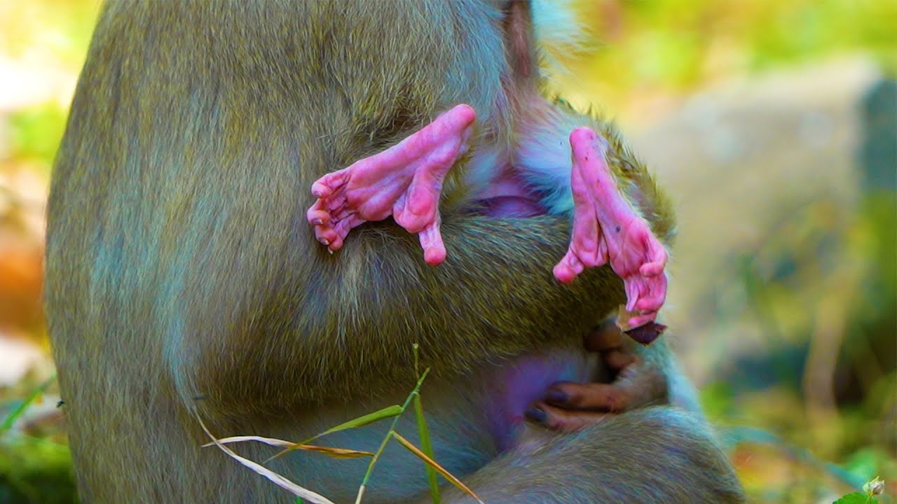 Mother No Experience Holding Baby, The First Time She Got Newborn Baby Monkey And Hold Upside Down