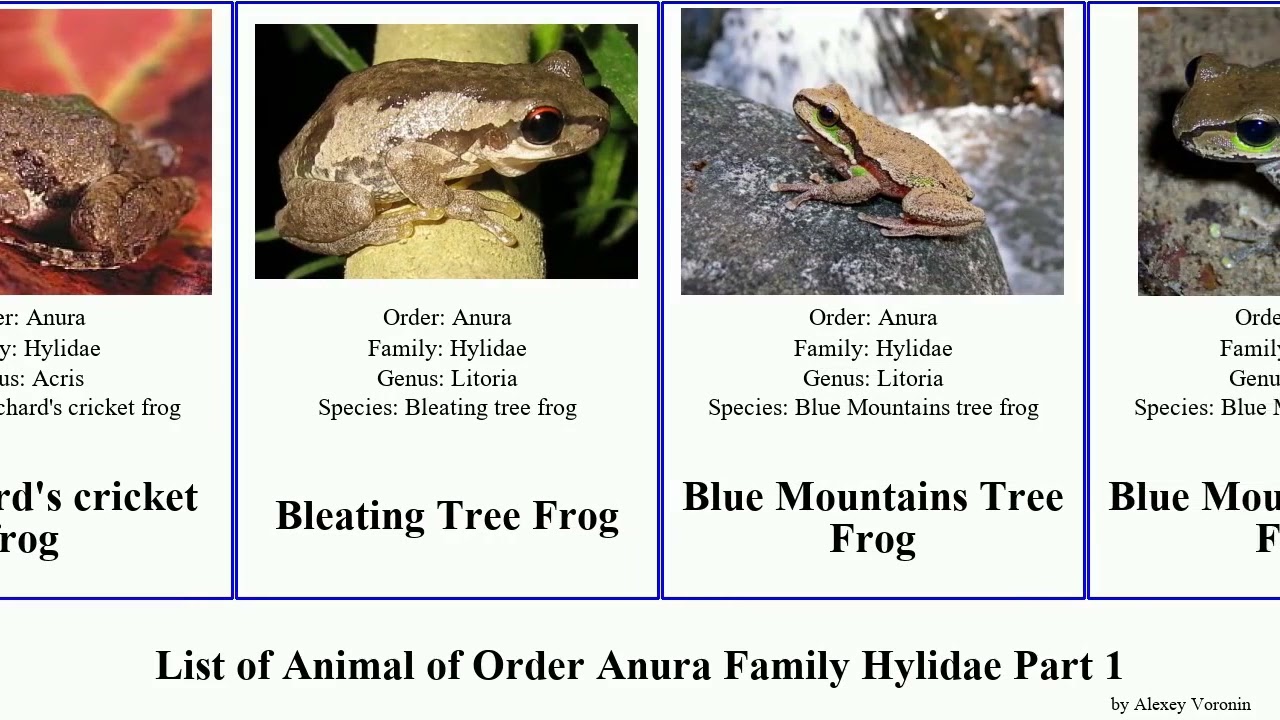 List of Animal of Order Anura Family Hylidae Part 1 frog treefrog bokermannohyla aplastodiscus pan