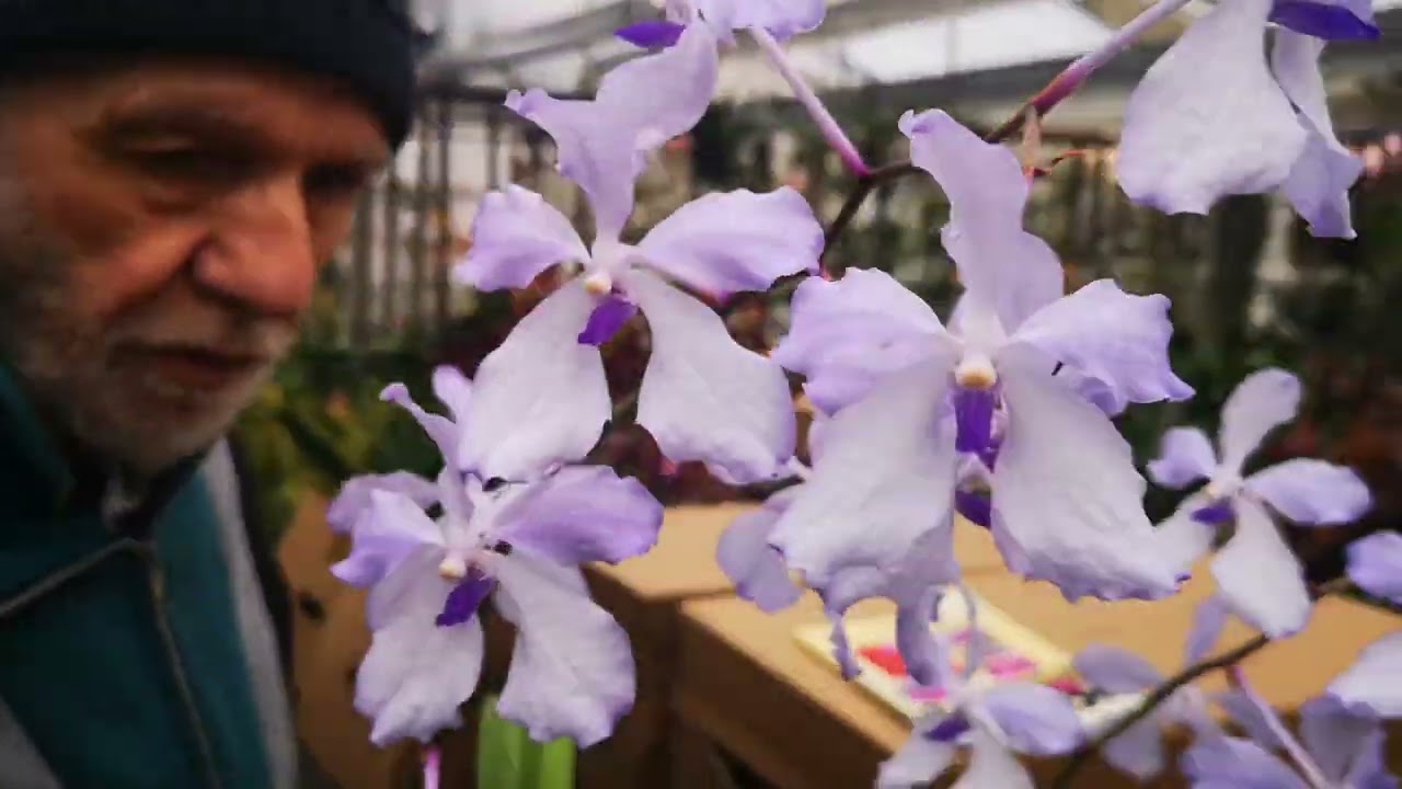 oggi una regina Vanda coerulea, la Vanda più famosa e più usata negli ibridi