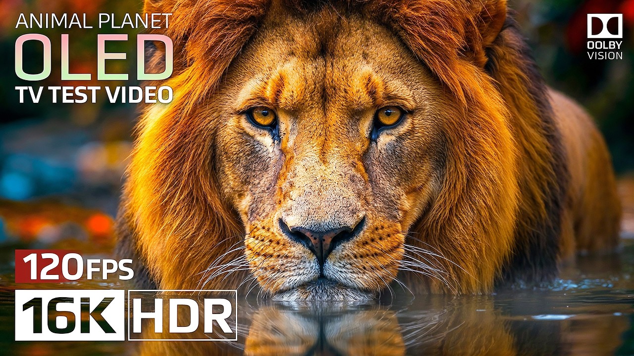 Animal Planet OLED Test 16K HDR 120fps Dolby Vision (4K/8K TV)