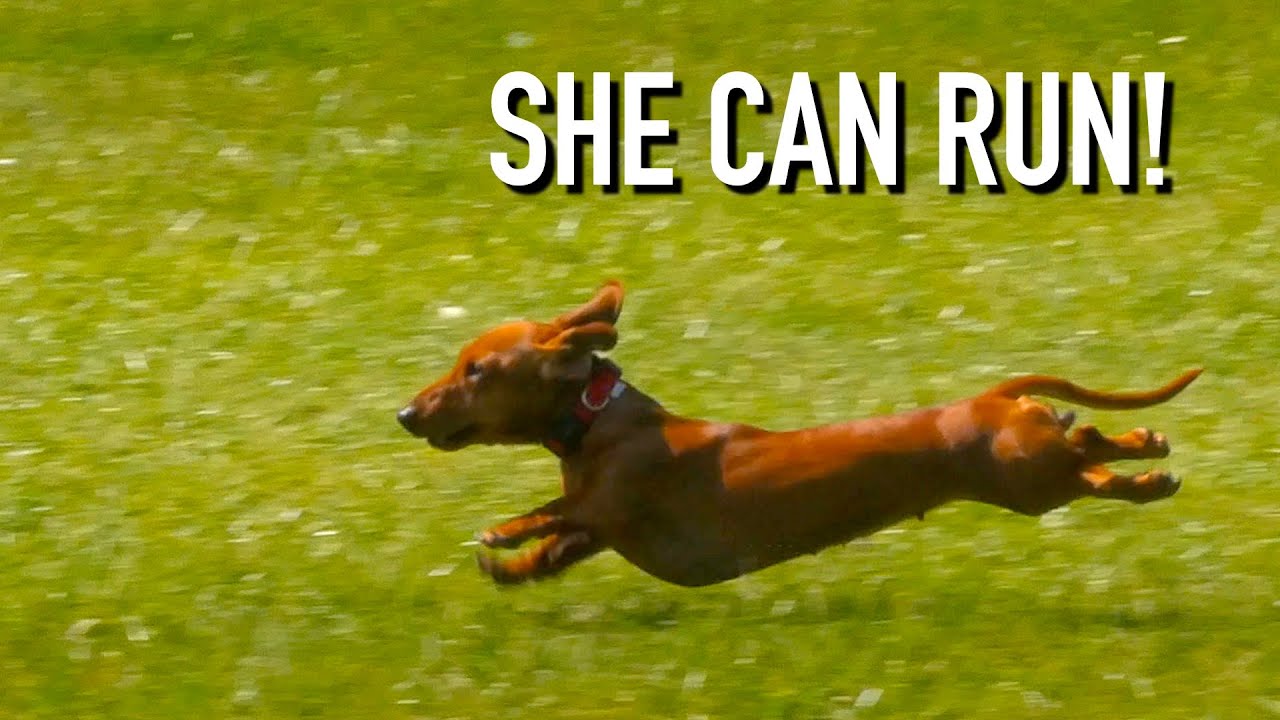 This Mini Dachshund Can Run!