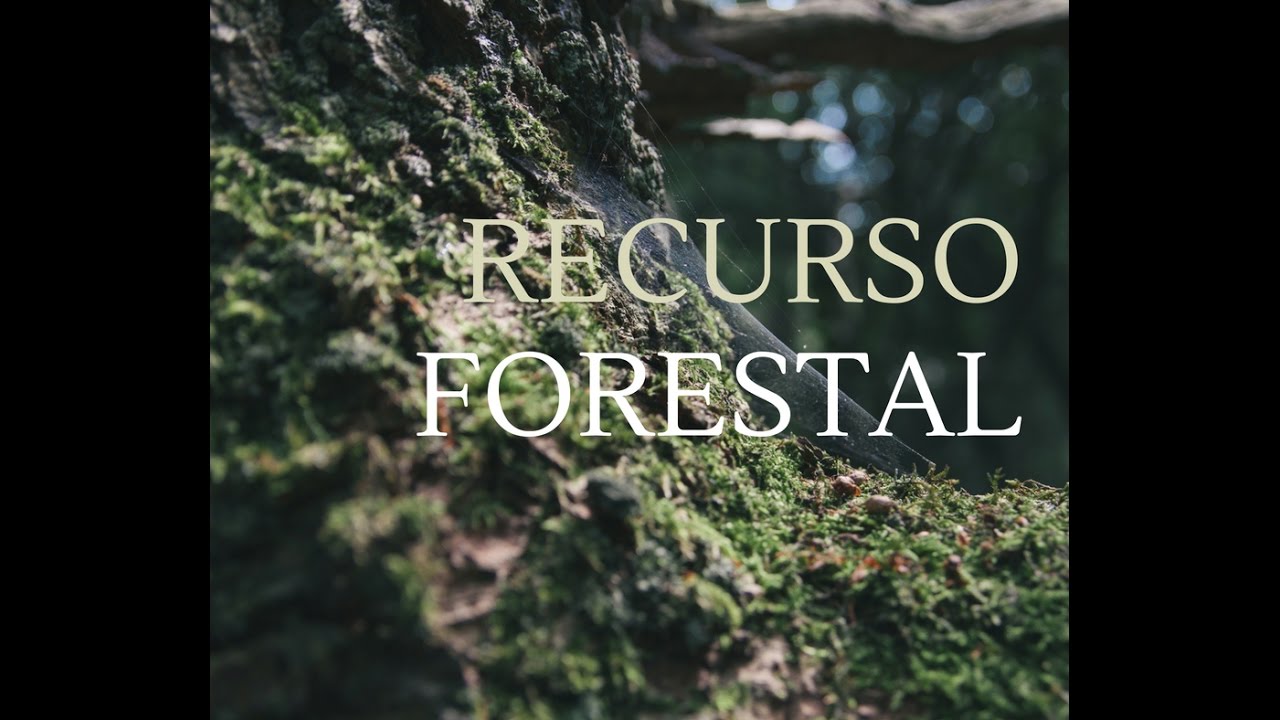RECURSO FORESTAL