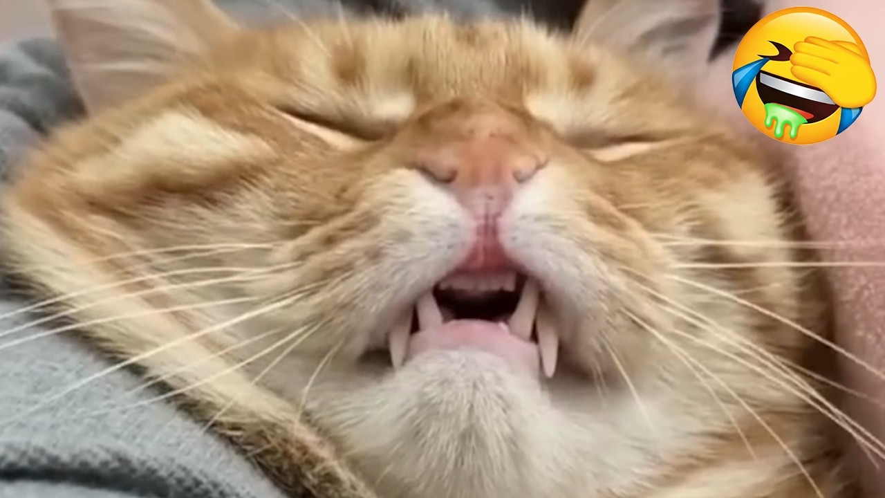 Try Not To Laugh Challenge - Funny and Cute CATS - Daily Supply Of Internet Cats EP23