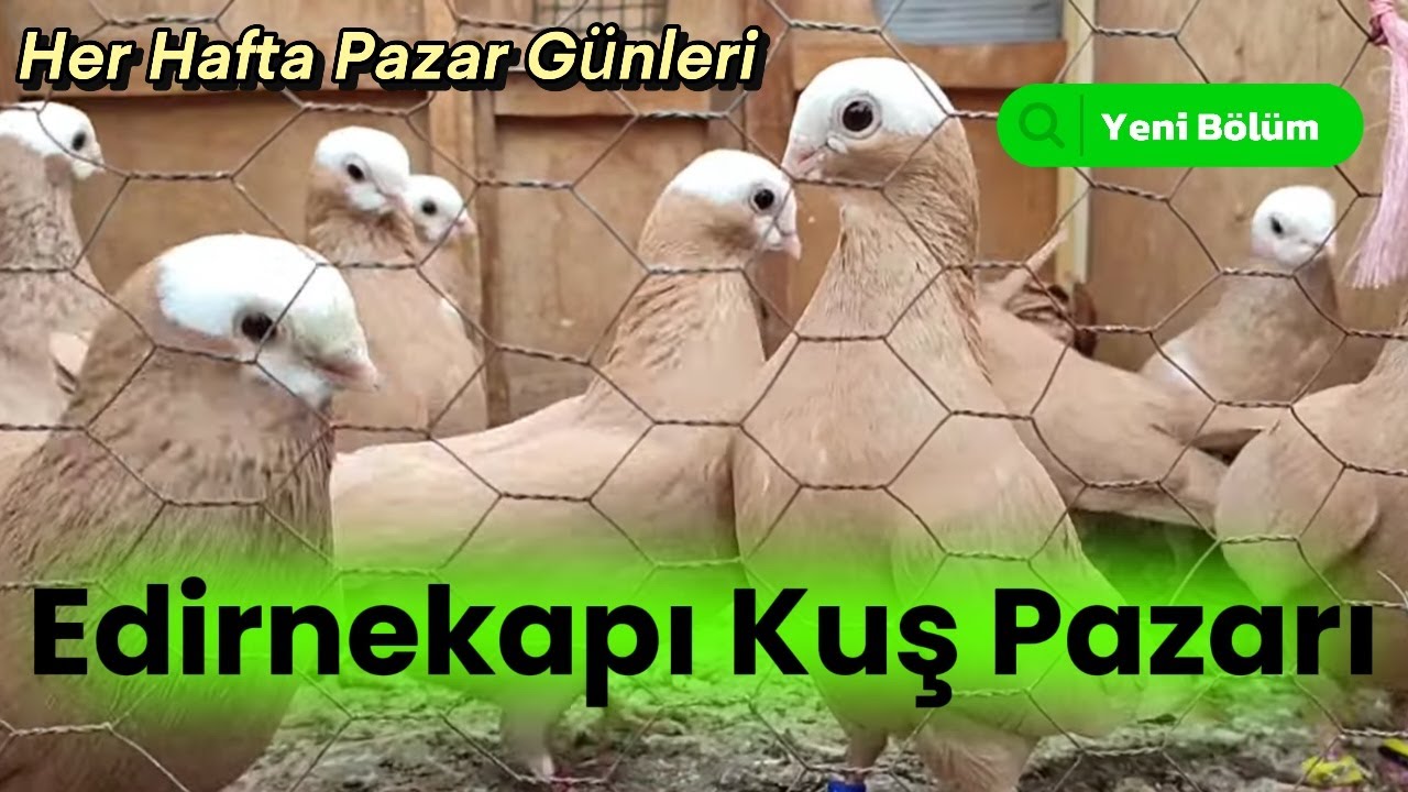 Edirnekapı Kuş Pazarı #kuşpazarı