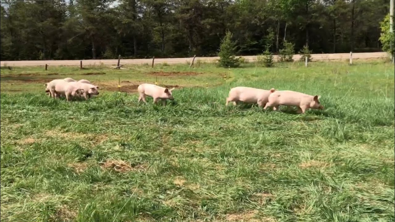 Comment élever des cochons au pâturage