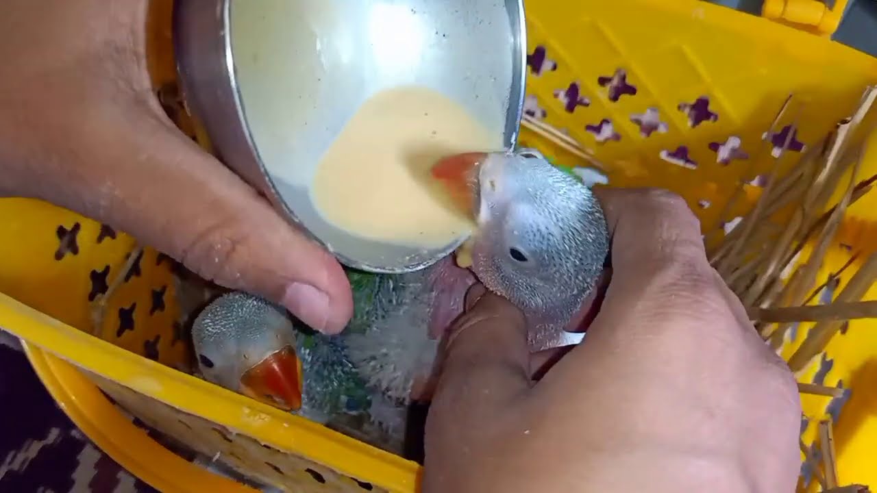 3 size Baby Parrot not for sale information only