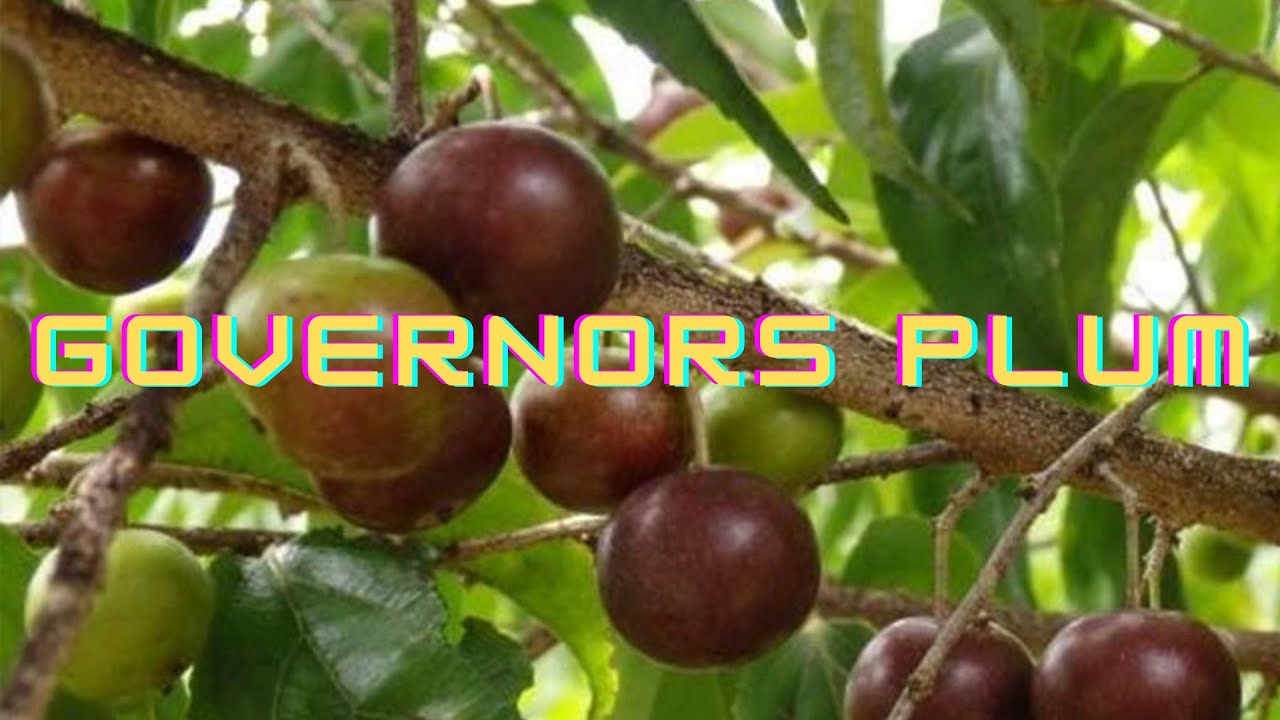Governors Plum - Air Layer