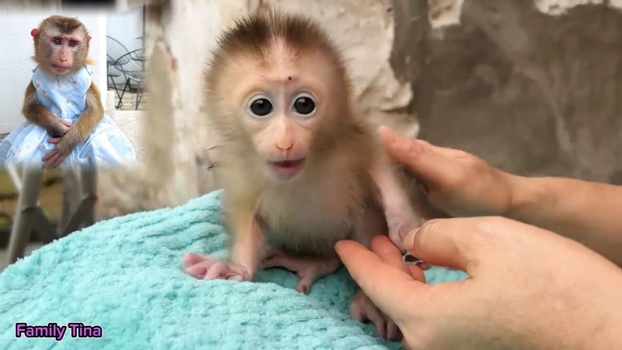 The journey of the baby monkey Tina growing up from infancy to the present day.