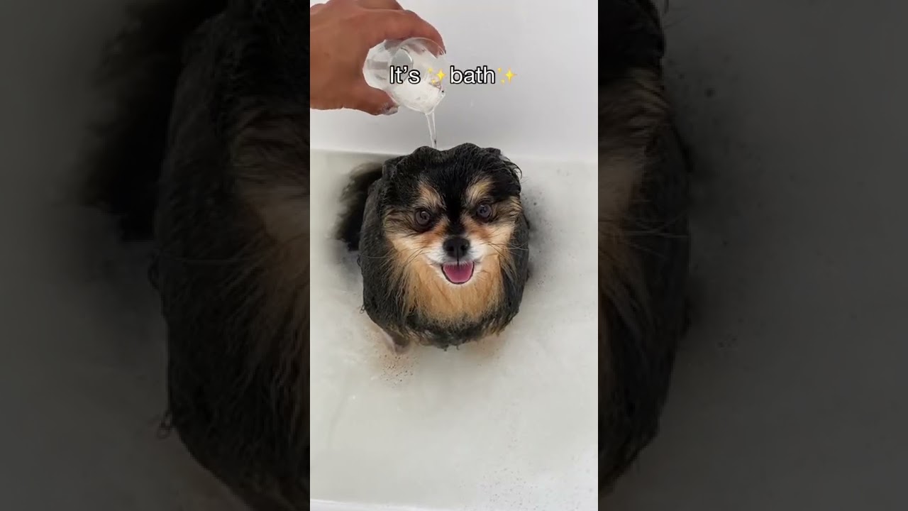 My Pomeranian Loves To Take Baths 🛁 #shorts #dog