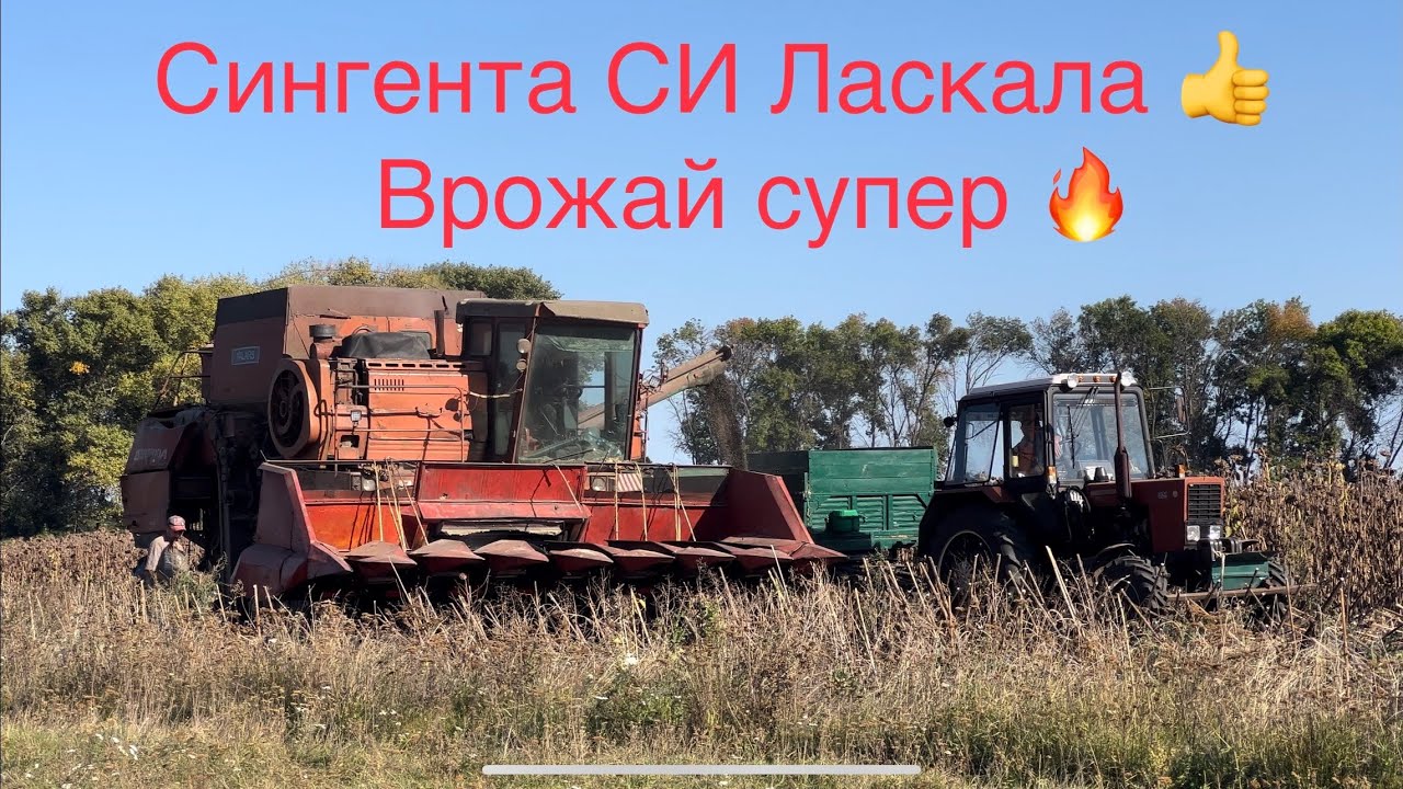 Збираємо соняшник 🌻 Сингента СІ Ласкала ‼️ Врожай на рівні 👌Класна натура - гарний врожай ‼️