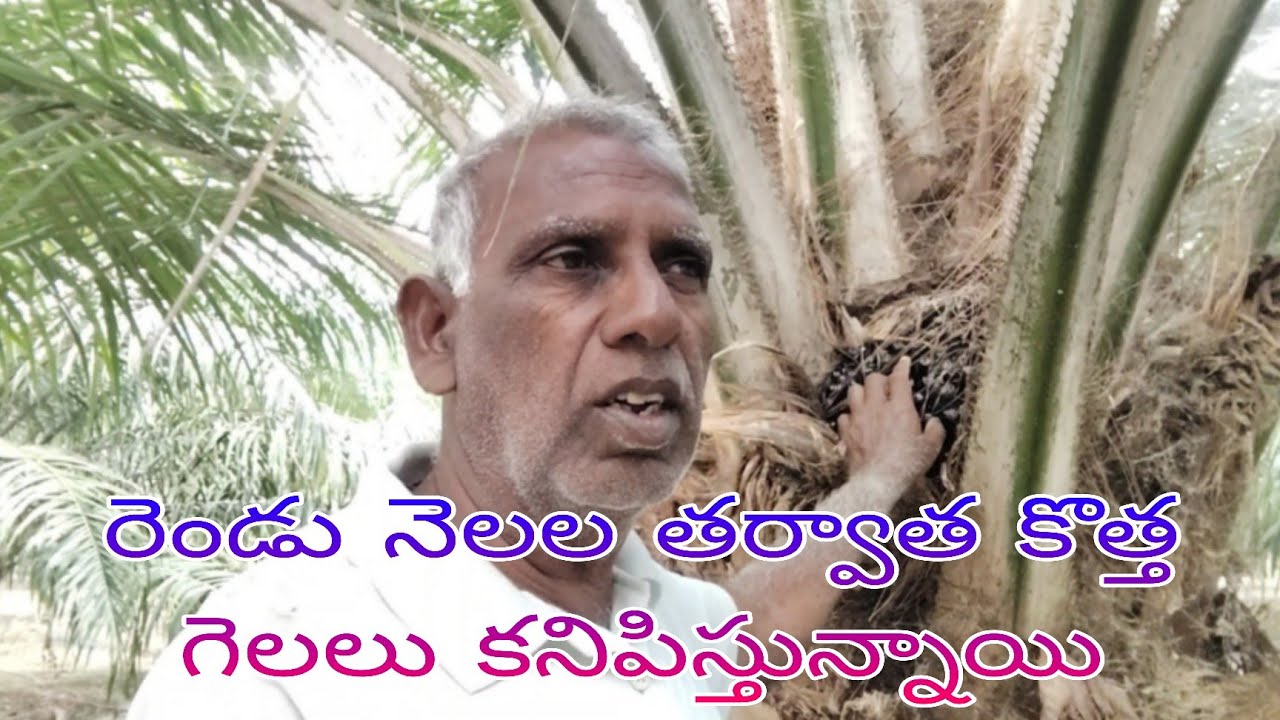 పామ్ఆయిల్ తోటలో పోతు గెలల తర్వాత కొత్త ఆడ గెలలు కనిపిస్తున్నాయి