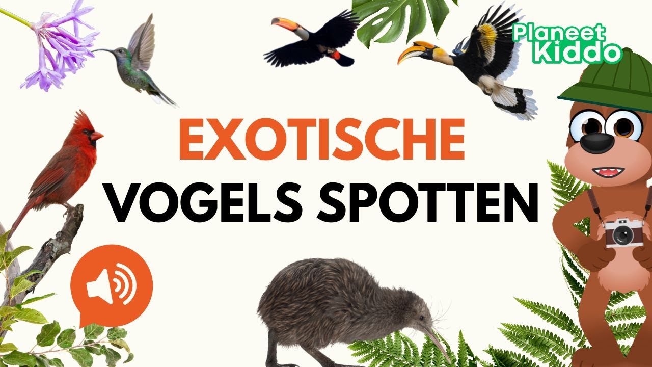 🦜🦩🦚 Exotische Vogels Spotten! | Leer Vogelgeluiden Met Dit Educatieve Dieren Filmpje | Groep 1-4