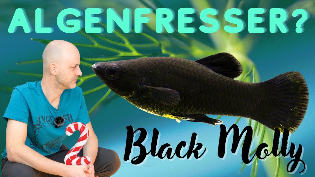 Die Black Edition gegen Algen | Der Black Molly - Poecilia sphenops | ADVENTdicted! Türchen 2