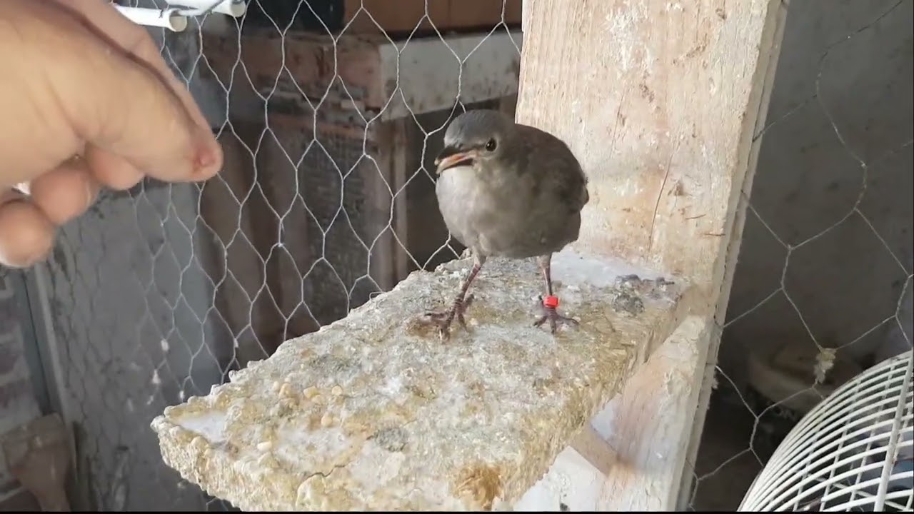 Un rato en el palomar gallina incubación ‐
