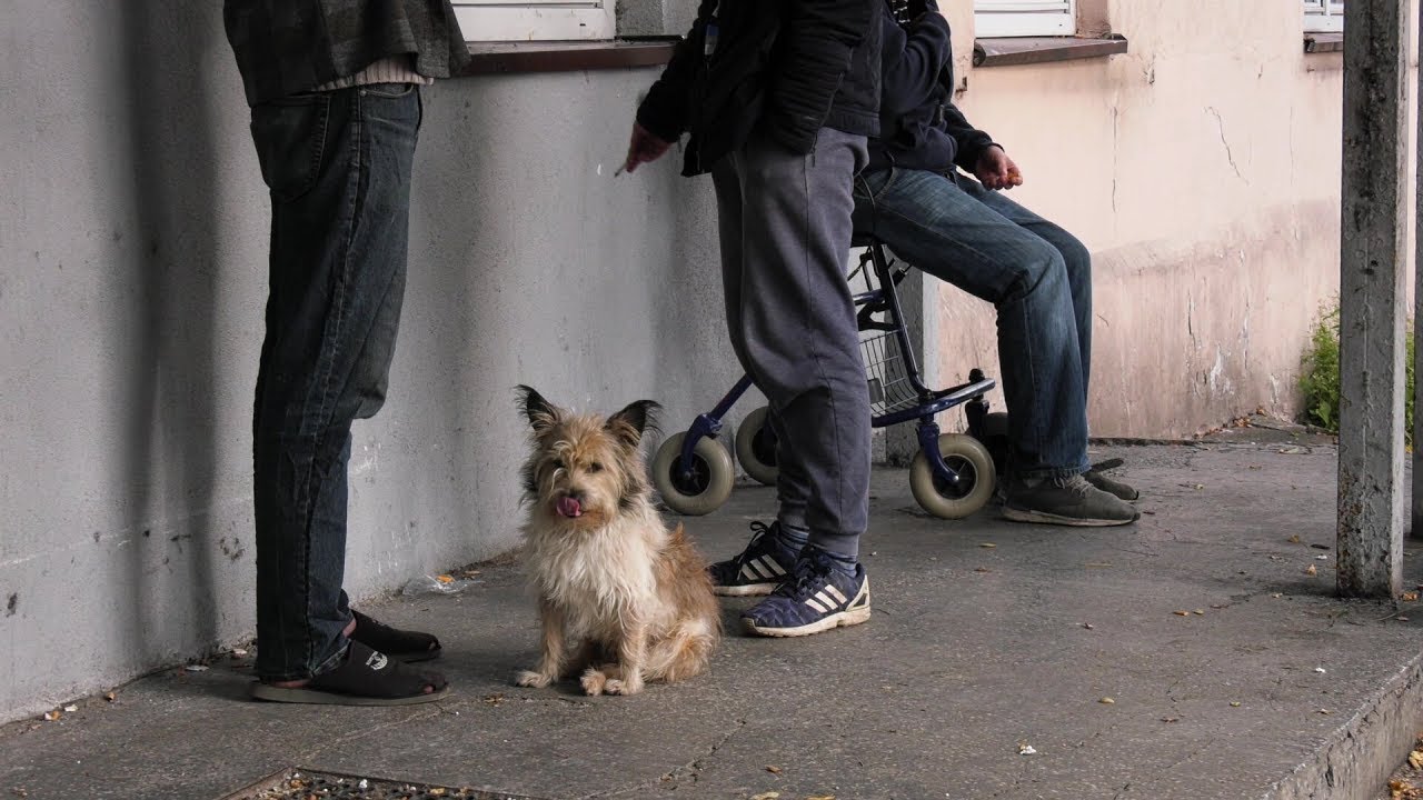 Bezdomni z Wodzisławia Śląskiego mogą zrostać bez schroniska 30.10.2019