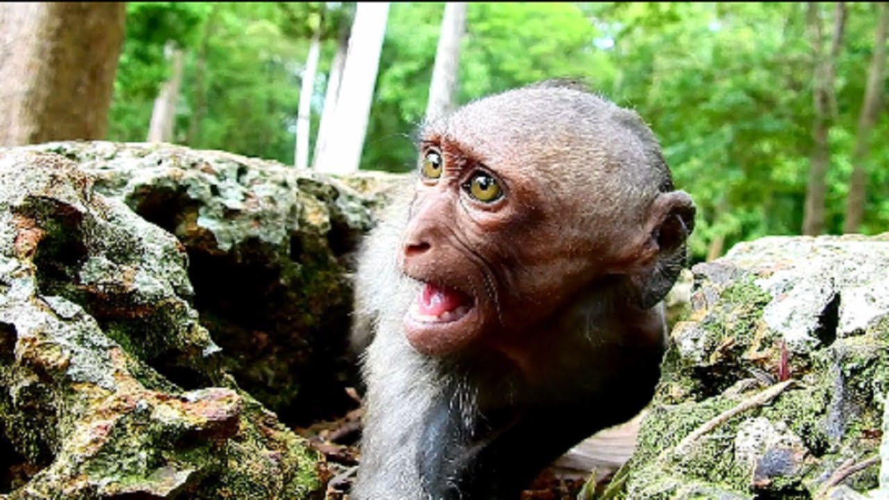 billion terrifying !!! Sad Julina screaming cos mum , Baby breaking-heart cos mum not hug & care