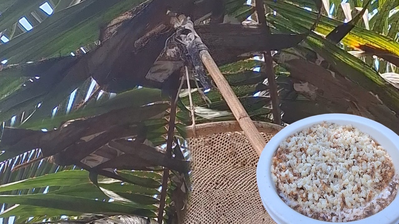 😲 ป๊าดหลังเล็กๆไข่เยอะมากๆ‼️มีแต่ตึงๆสวยๆบ่มีฮอดแม่แดงมีแต่ไข่‼️