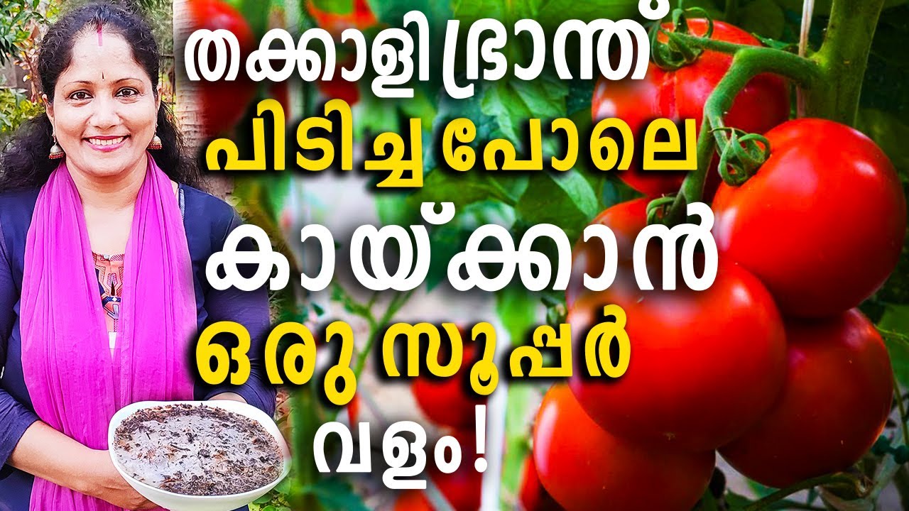 തക്കാളി ഭ്രാന്ത് പിടിച്ച പോലെ കായ്ക്കാൻ ഒരു സൂപ്പർ വളം! | Summer BOOSTER for Tomato Plants!
