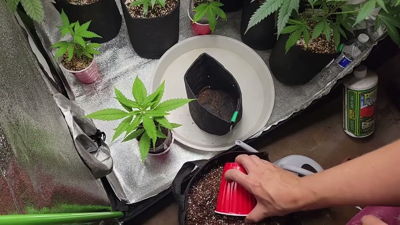 Grow Weed (Beginner Series): Transplant Nursery Bag To 1G Grow Bag