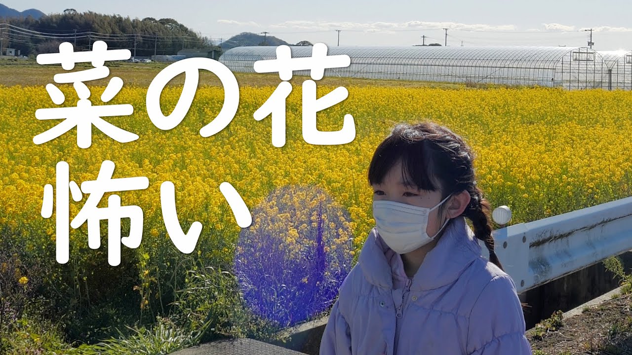 初ドローンで菜の花畑を空中散歩！咲き乱れる一面の花が怖い？