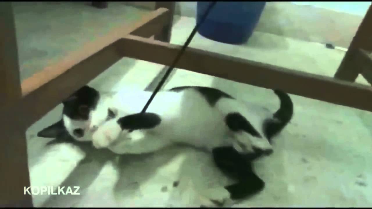 Funny Cats Compilation 2014