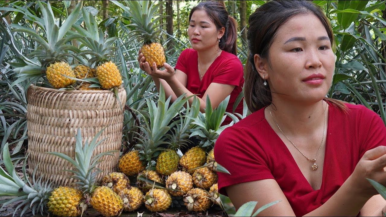 Harvest pineapples to sell at market - harvest chili peppers to dry