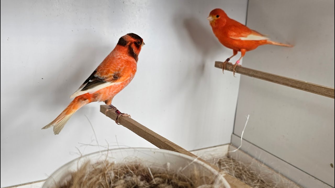 Red Canary Breeding Season 2025 (video 3)