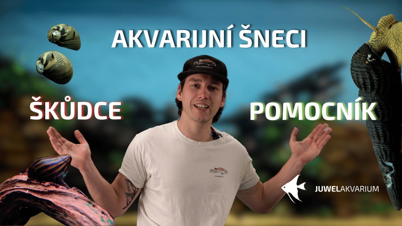 Akvarijní šneci, škůdci nebo pomocníci?