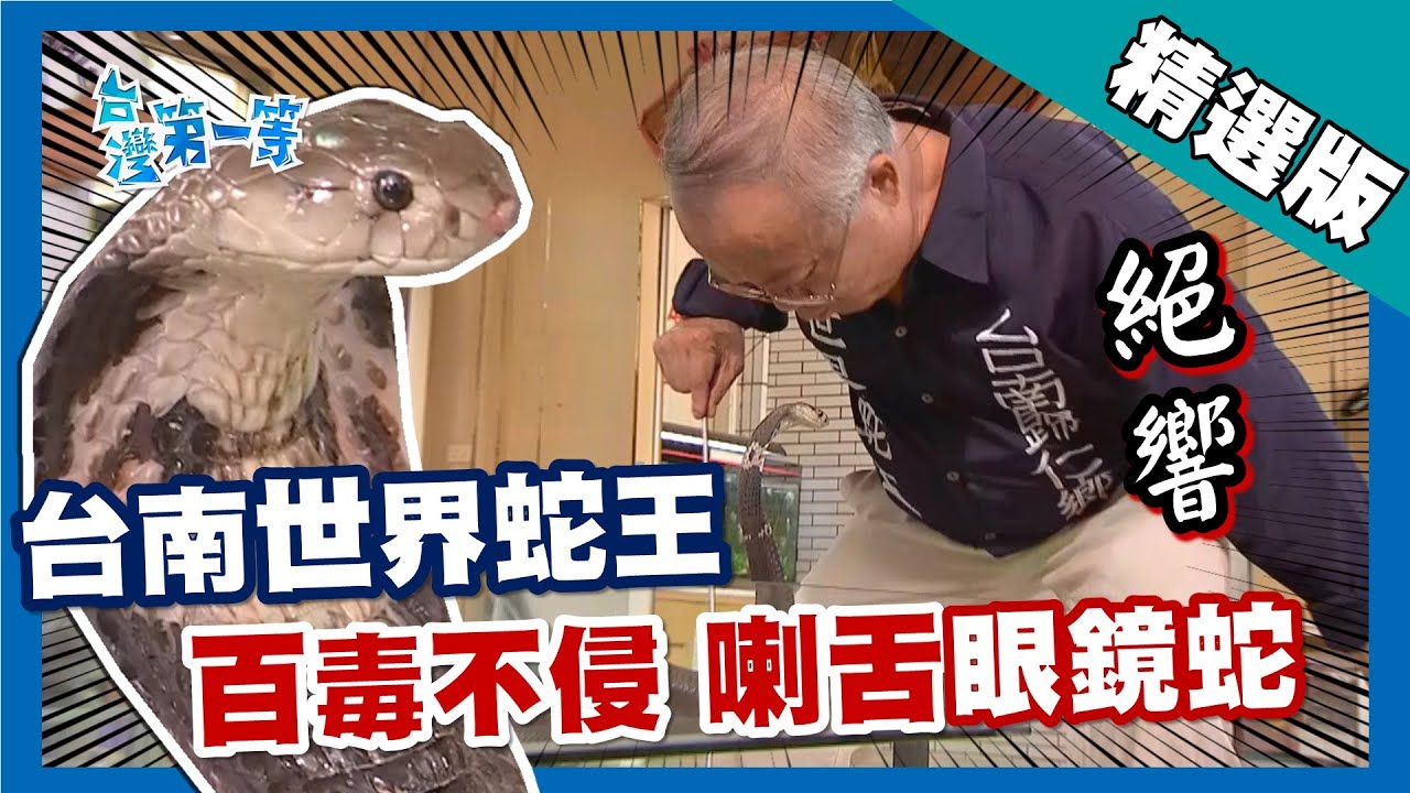 台灣第一等【世界蛇王毒蛇繁殖 蛇吻傳奇走入歷史】台南_精選版