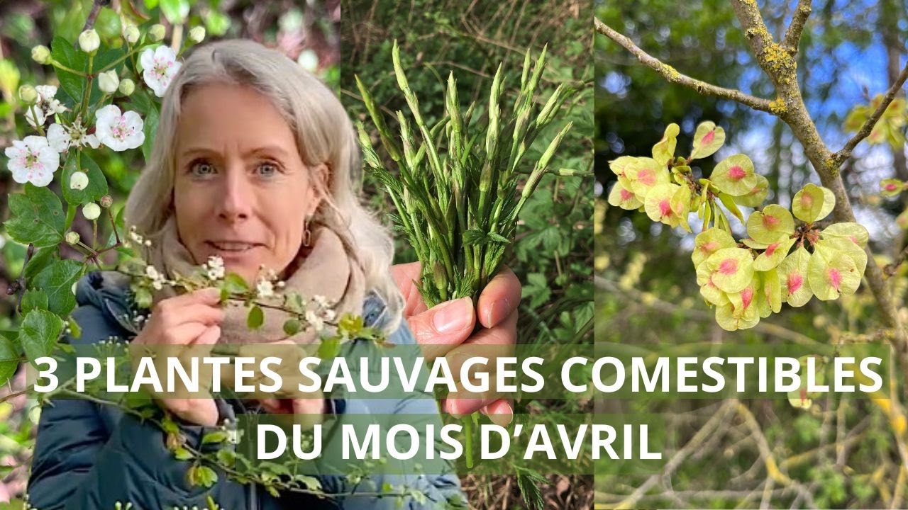3 plantes sauvages comestibles du mois d'avril
