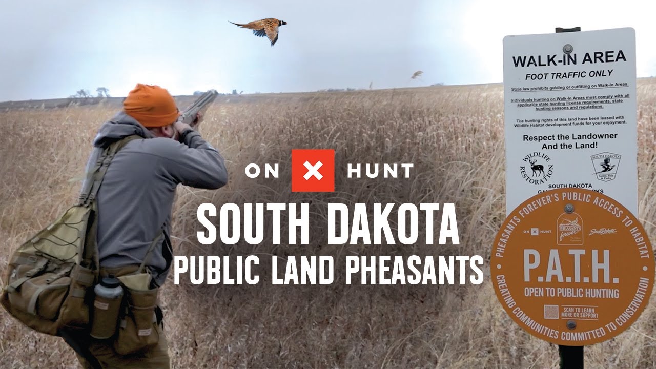 Pheasant Hunting: South Dakota’s Best Public Lands | onX Hunt