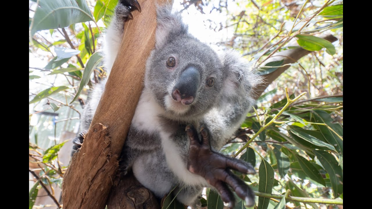Kindy Kids Hellos and Goodbyes