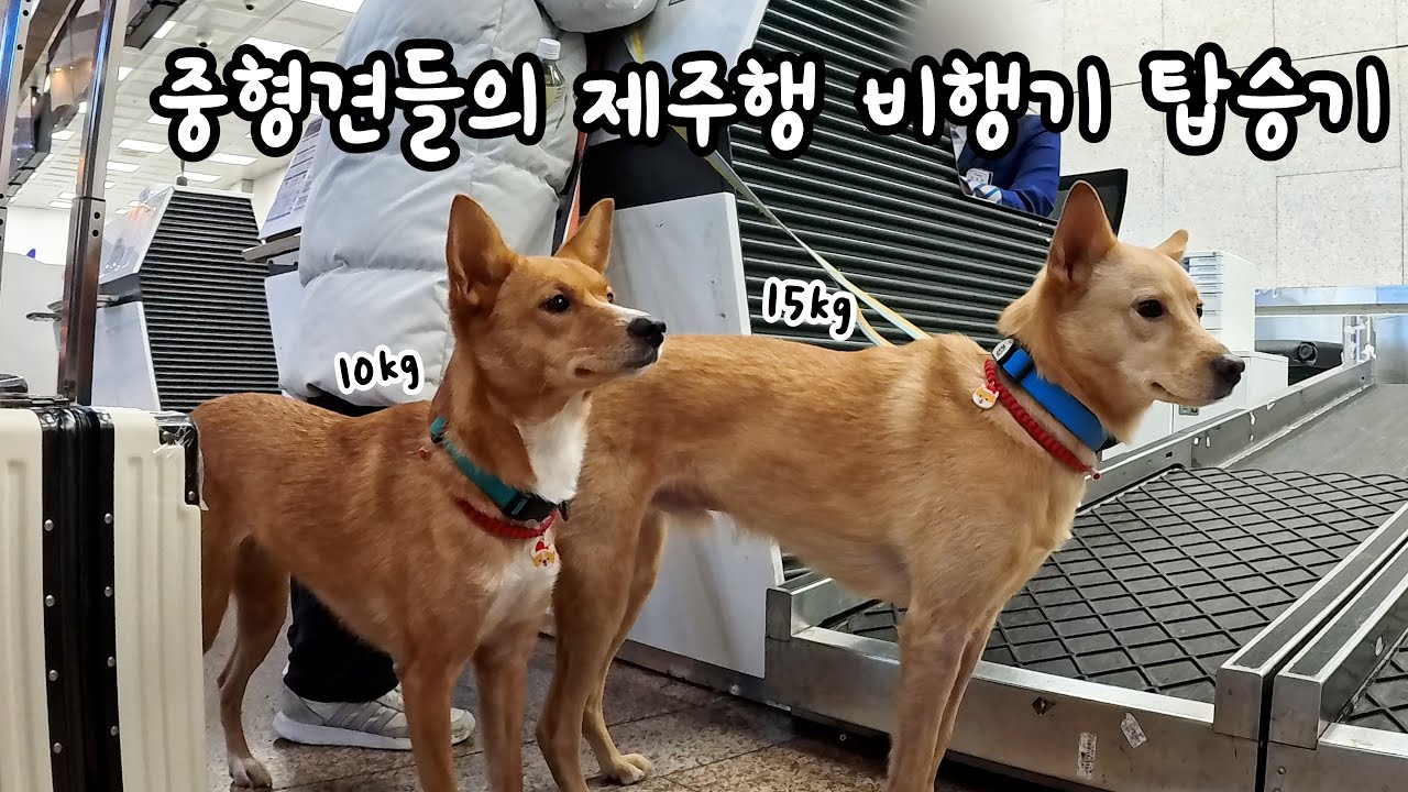 강아지랑 제주도 여행_1편 (중형견 비행기 타기, 강아지 위탁수하물)
