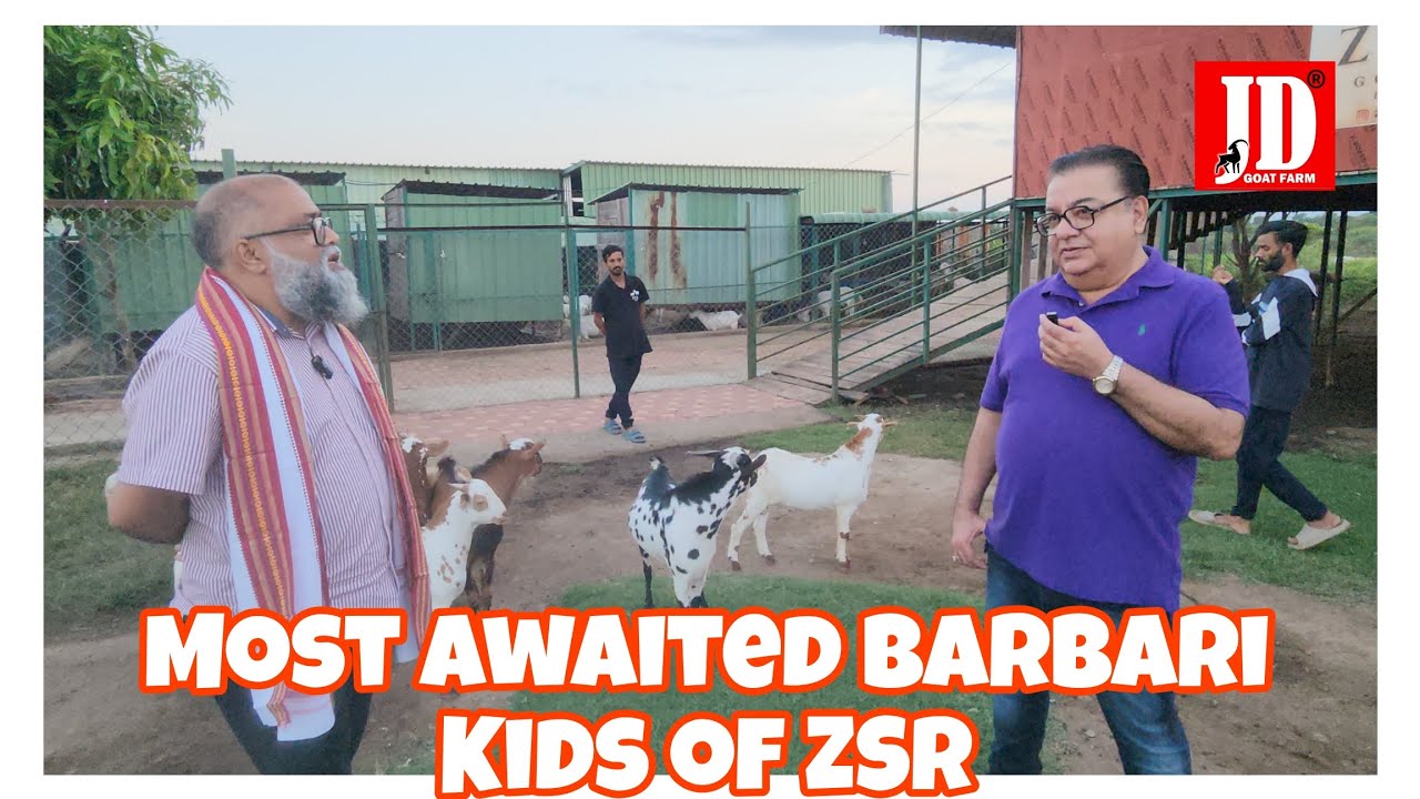 Most Awaited Barbari Kids Available At ZSR Goats | JD Goat Farm |