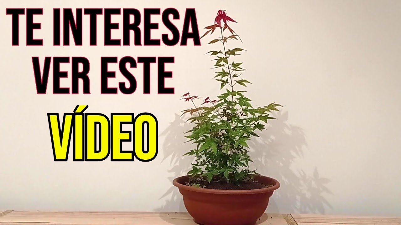C&oacute;mo trabajar un Pre Bons&aacute;i de Arce Palmatum 🍁