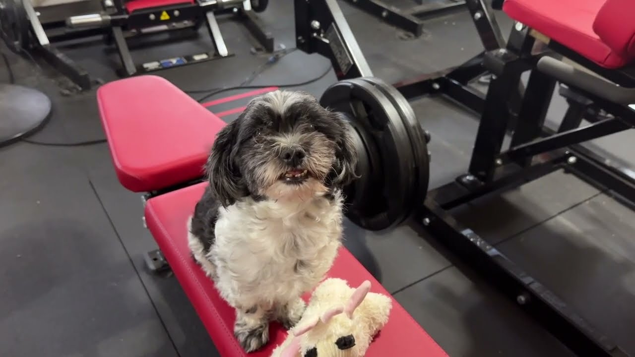 DBHIT Home Gym Tour (Short)