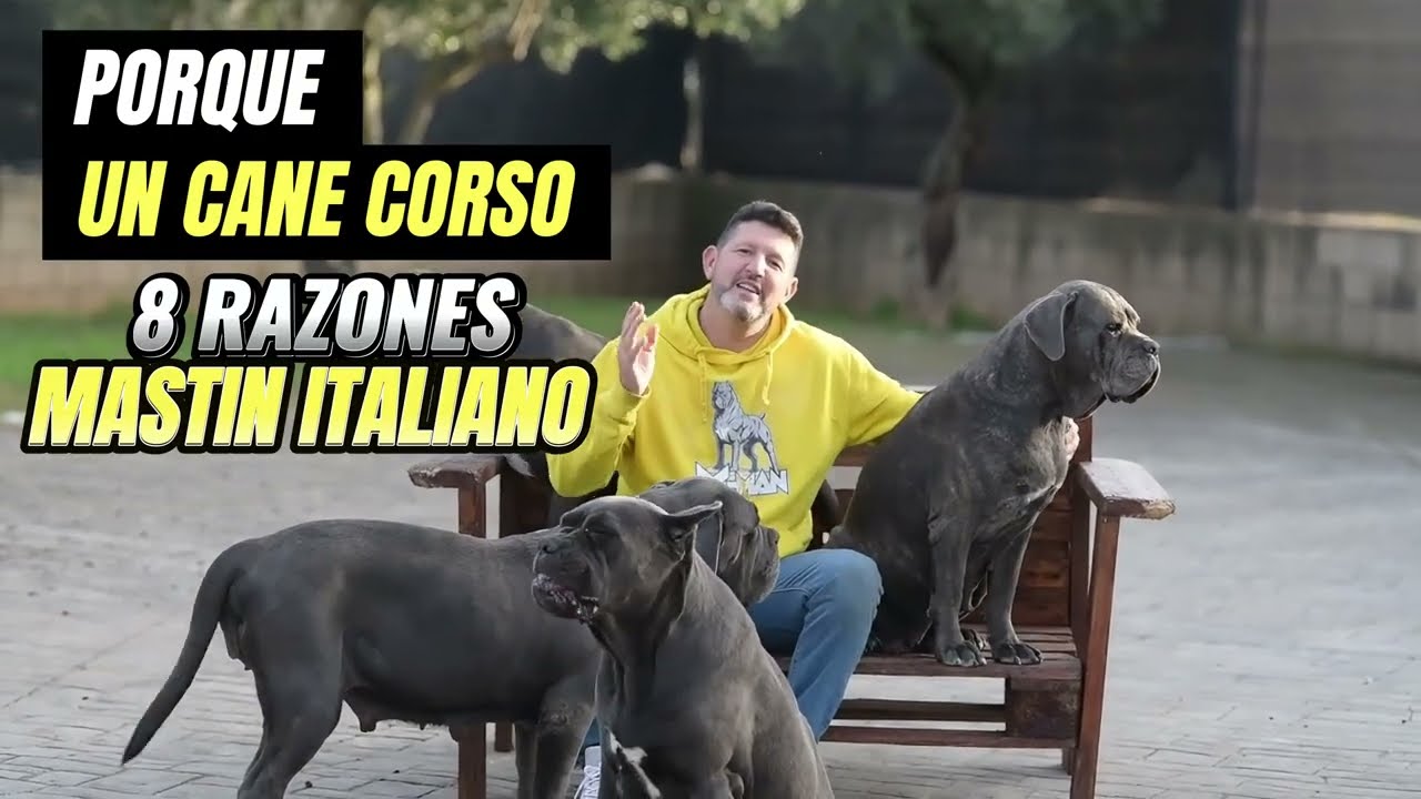 60 SEGUNDOS 8 RAZONES-PORQUE UN CANE CORSO