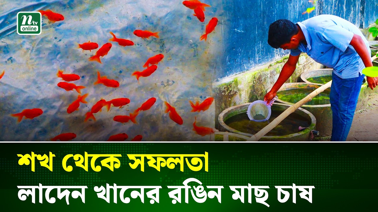 রঙিন মাছ চাষ করে সফল পাবনার তরুণ উদ্যোক্তা | Pabna | Success Story | NTV NEWS