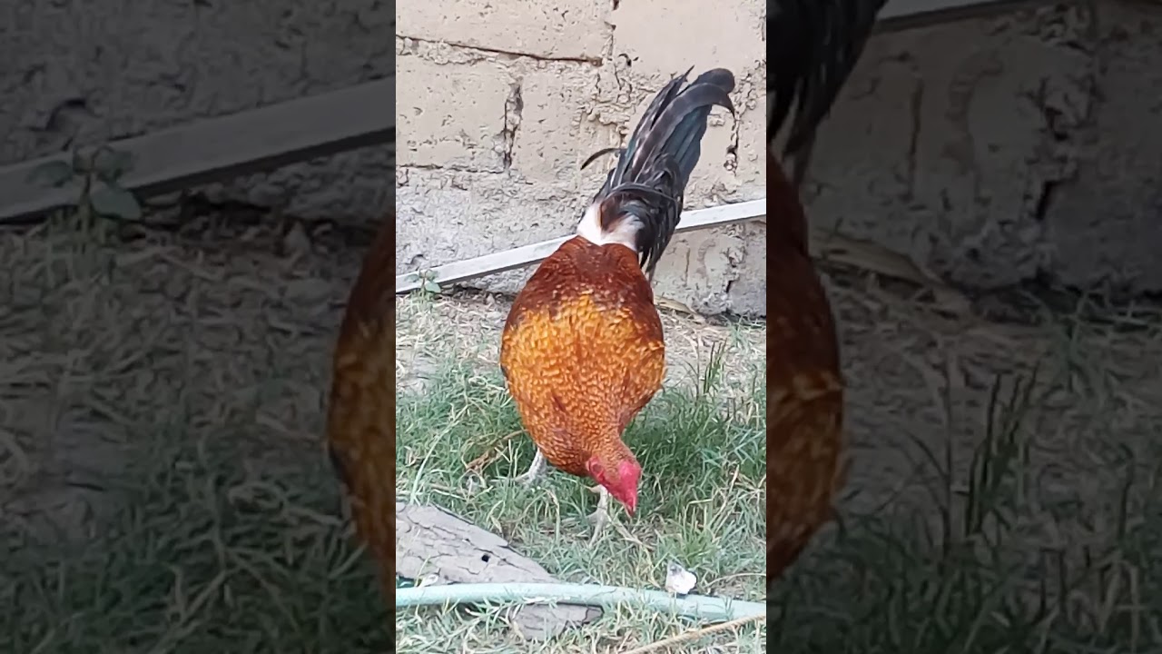 Bulik Hatch - money magnet M8