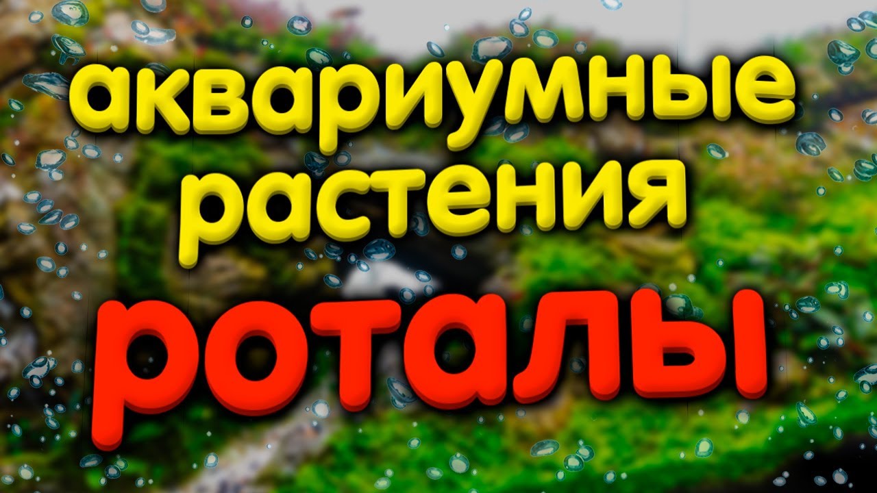 Аквариумные растения. Ротала макрандра и дозировки удобрений для нее.