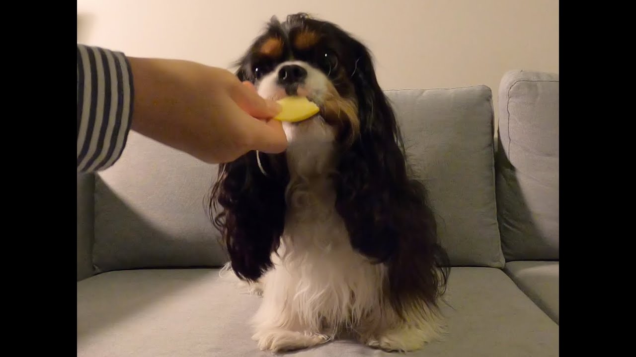 Dog Ocean Eating Apple - Dog ASMR | Cavalier King Charles Spaniel