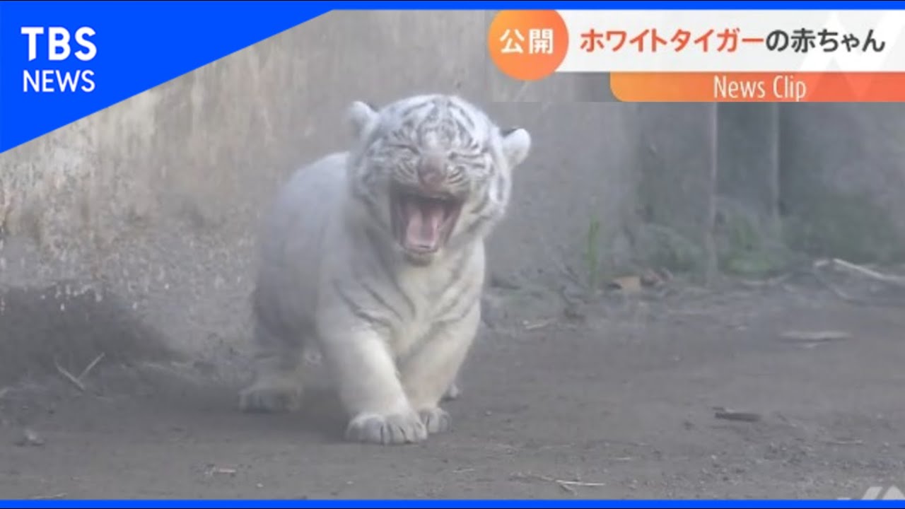ホワイトタイガーの赤ちゃん公開　静岡・東伊豆町【Nスタ】