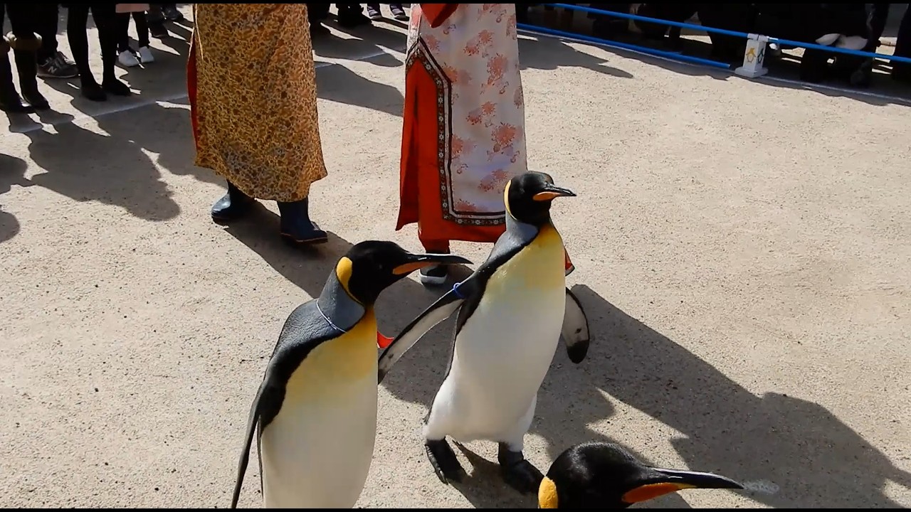 長崎ペンギン水族館 キングペンギンのパレード (2017.2.11)