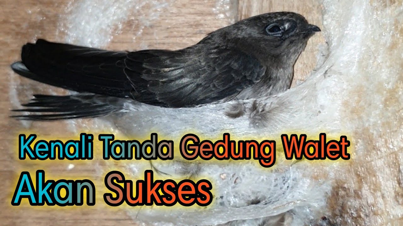 TANDA INI MEMBUAT GEDUNG WALET BARU AKAN SUKSES