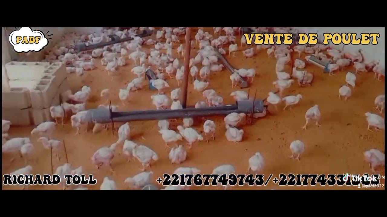 POULET DE CHAIR DE 26 JOURS 🐔