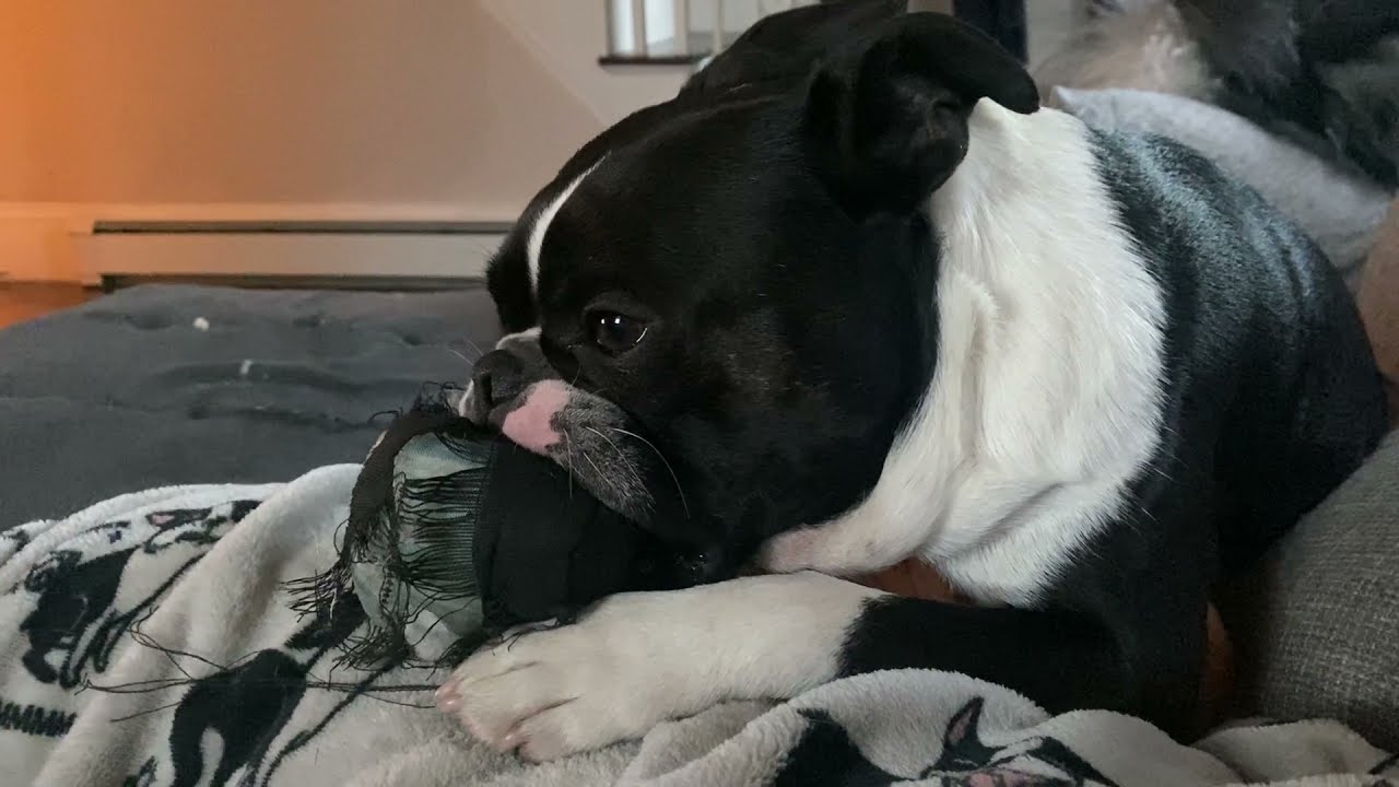 Cute Boston Terrier Cries Because Nobody Will Play With Him....Because He Won't Drop His Toy!