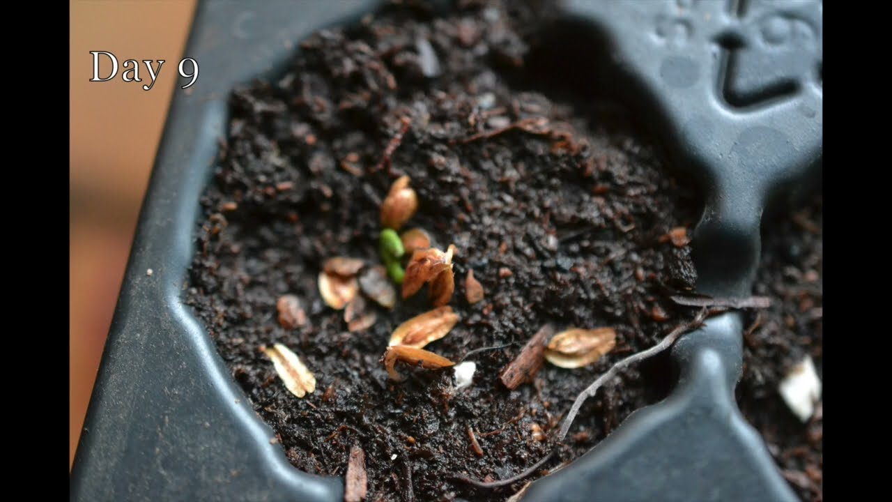 Planting white cedar seeds.