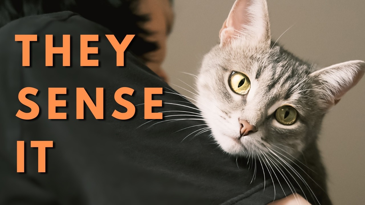 Your Cat Reads You Like No One Else